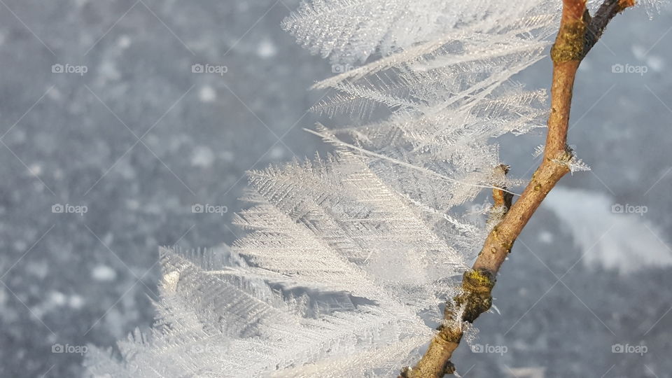 Ice feathers closeup