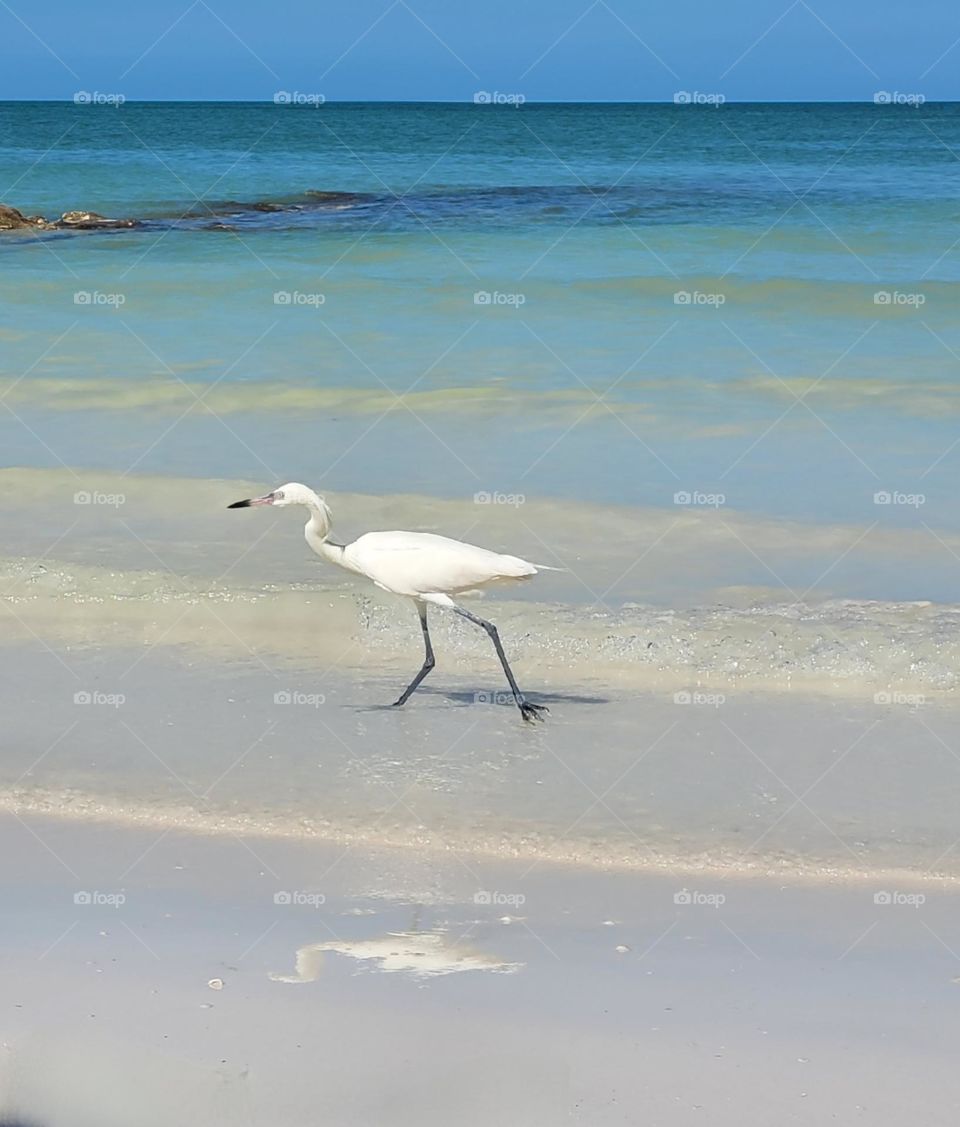 ave en la playa