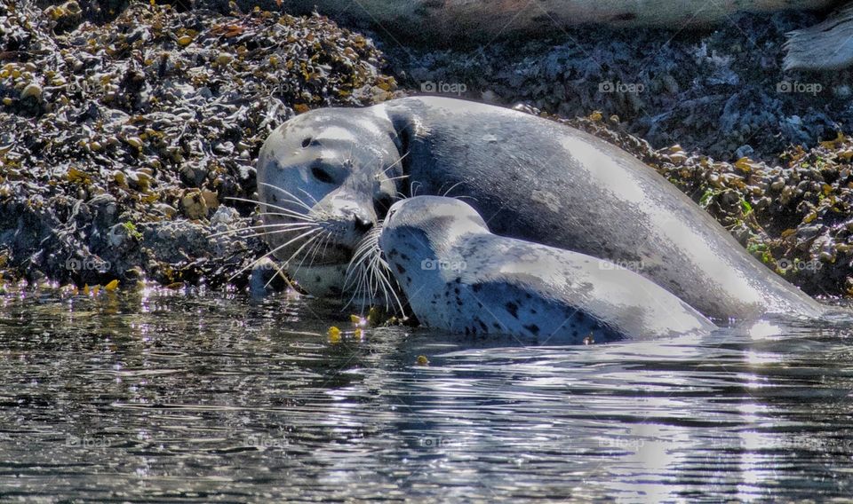 Harbor seal and pup