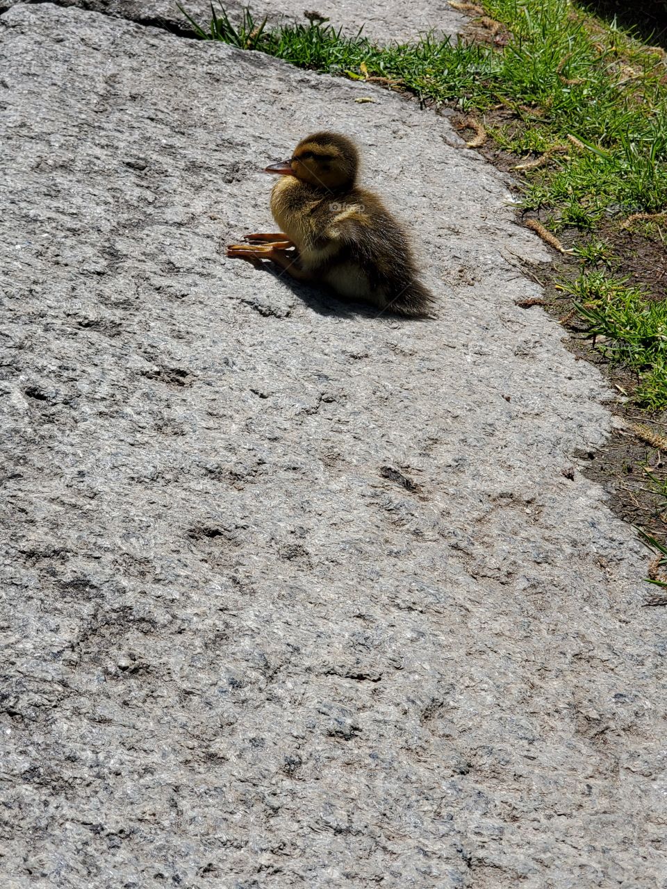 A duckling takes a rest after a long swim.