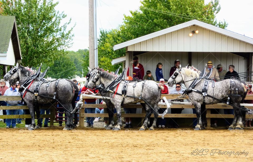 Canfield Fair in Ohio