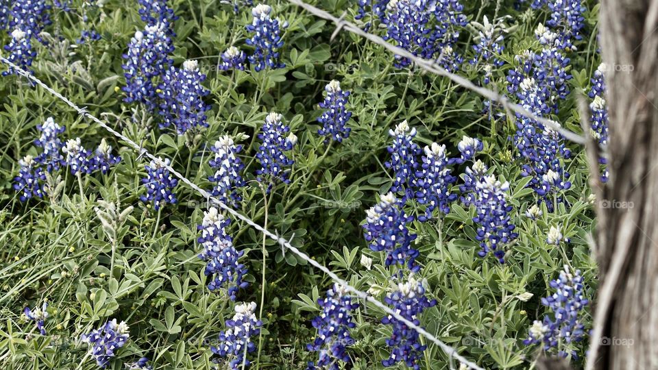 Bluebonnet time in Texas!!!