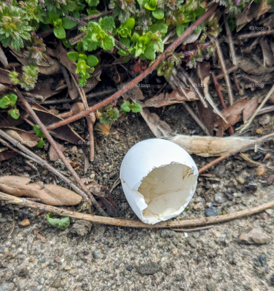 bird egg