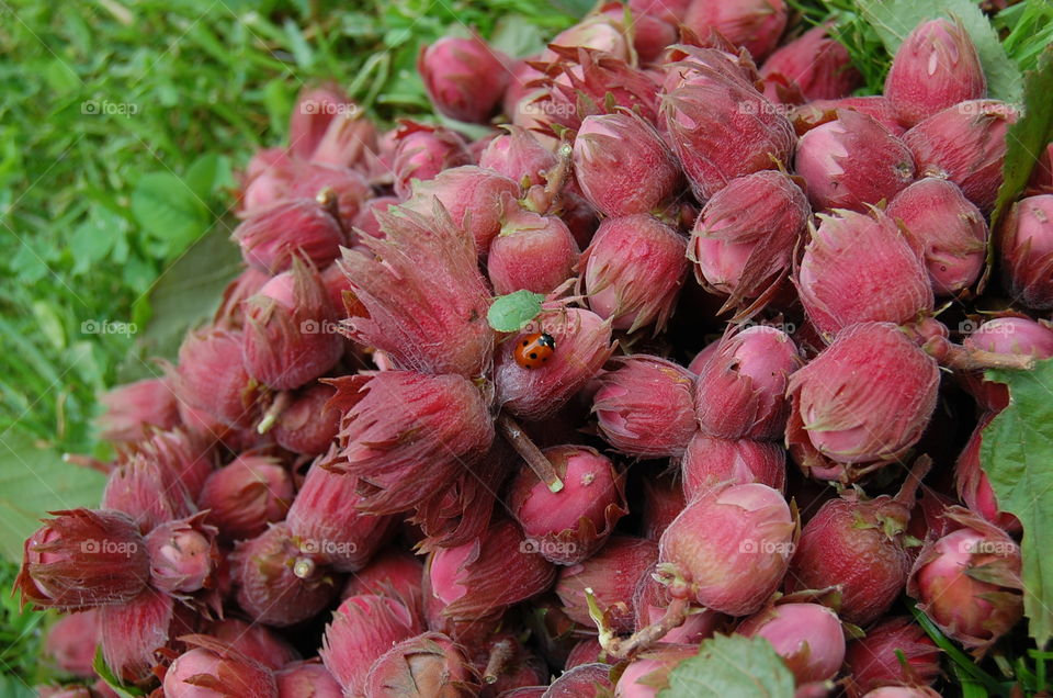 hazelnuts