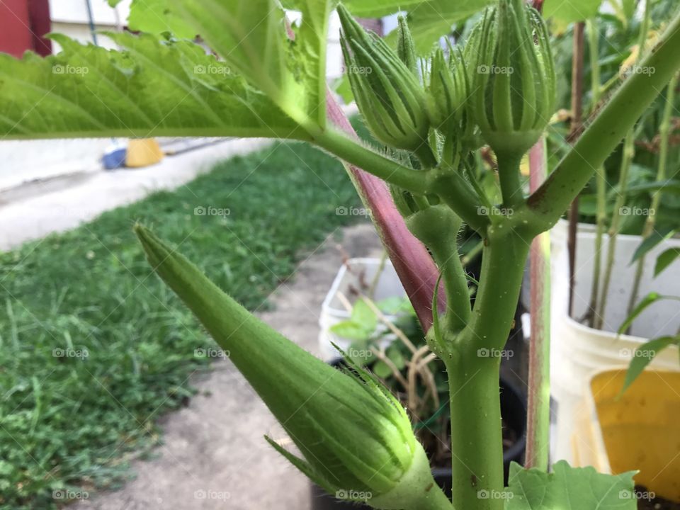 Okra flower bud