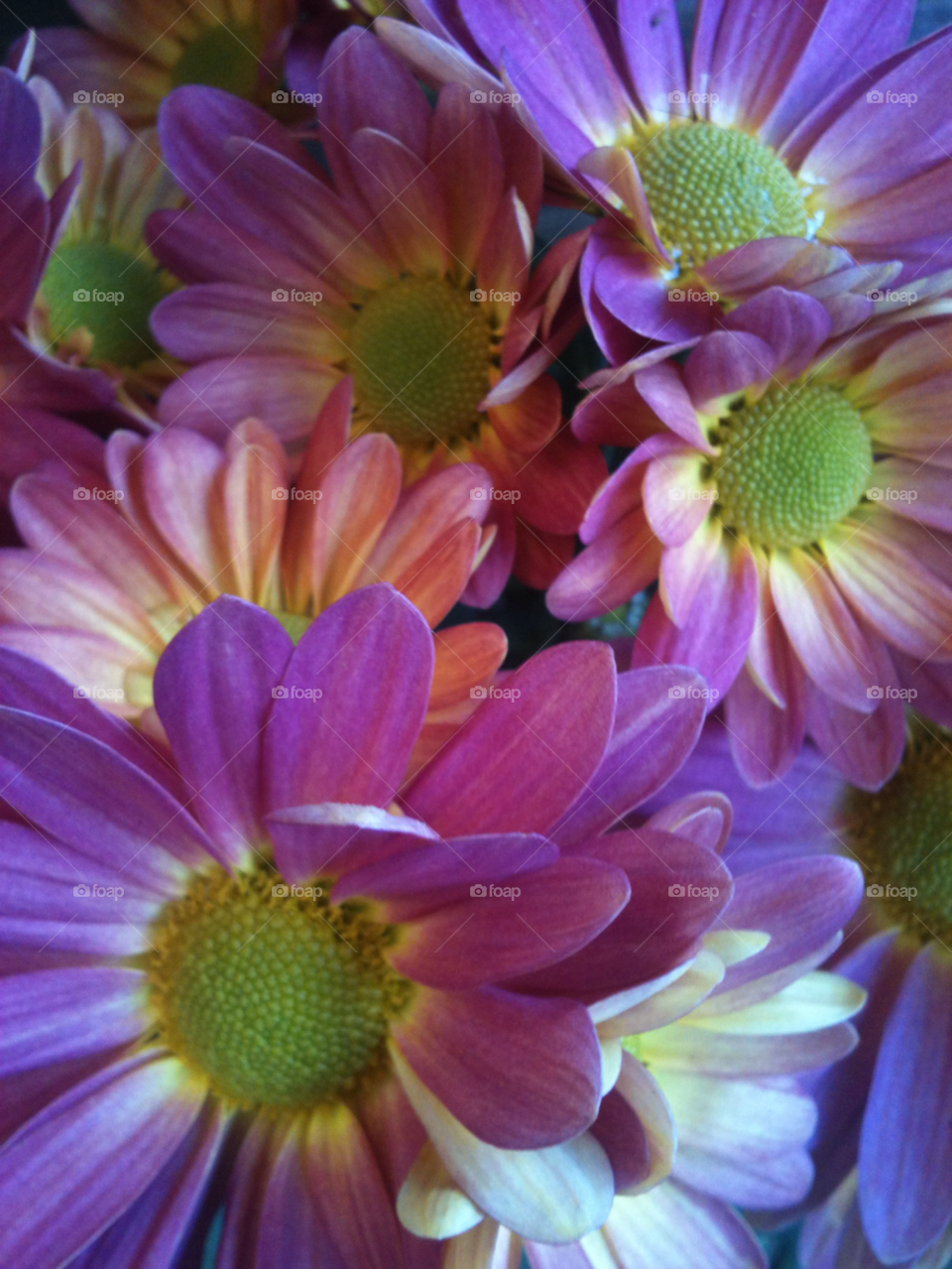 flowers nature pink macro by mksmith