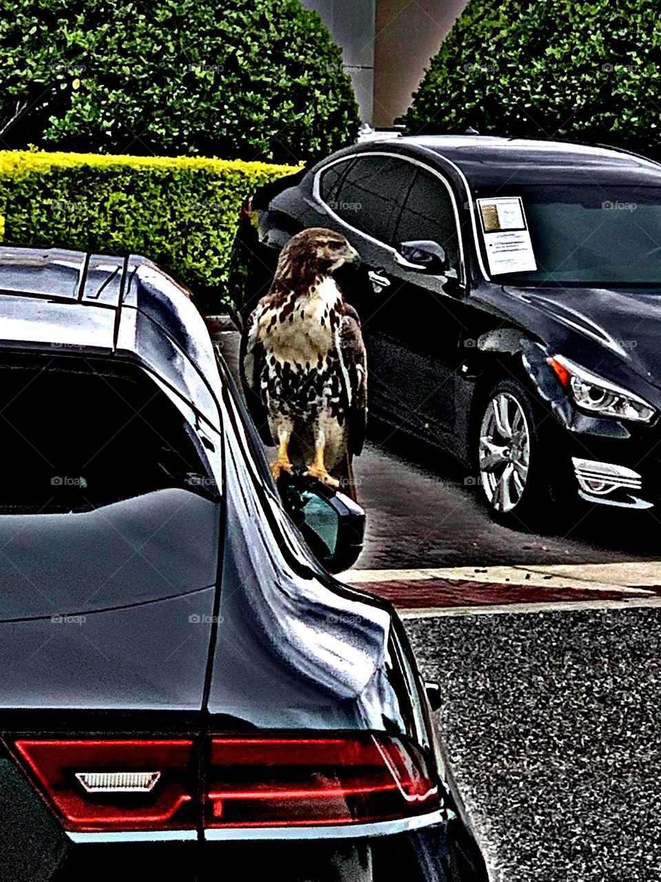 this hawk is looking like its a bald eagle just on a car tho lol. what y'all think?