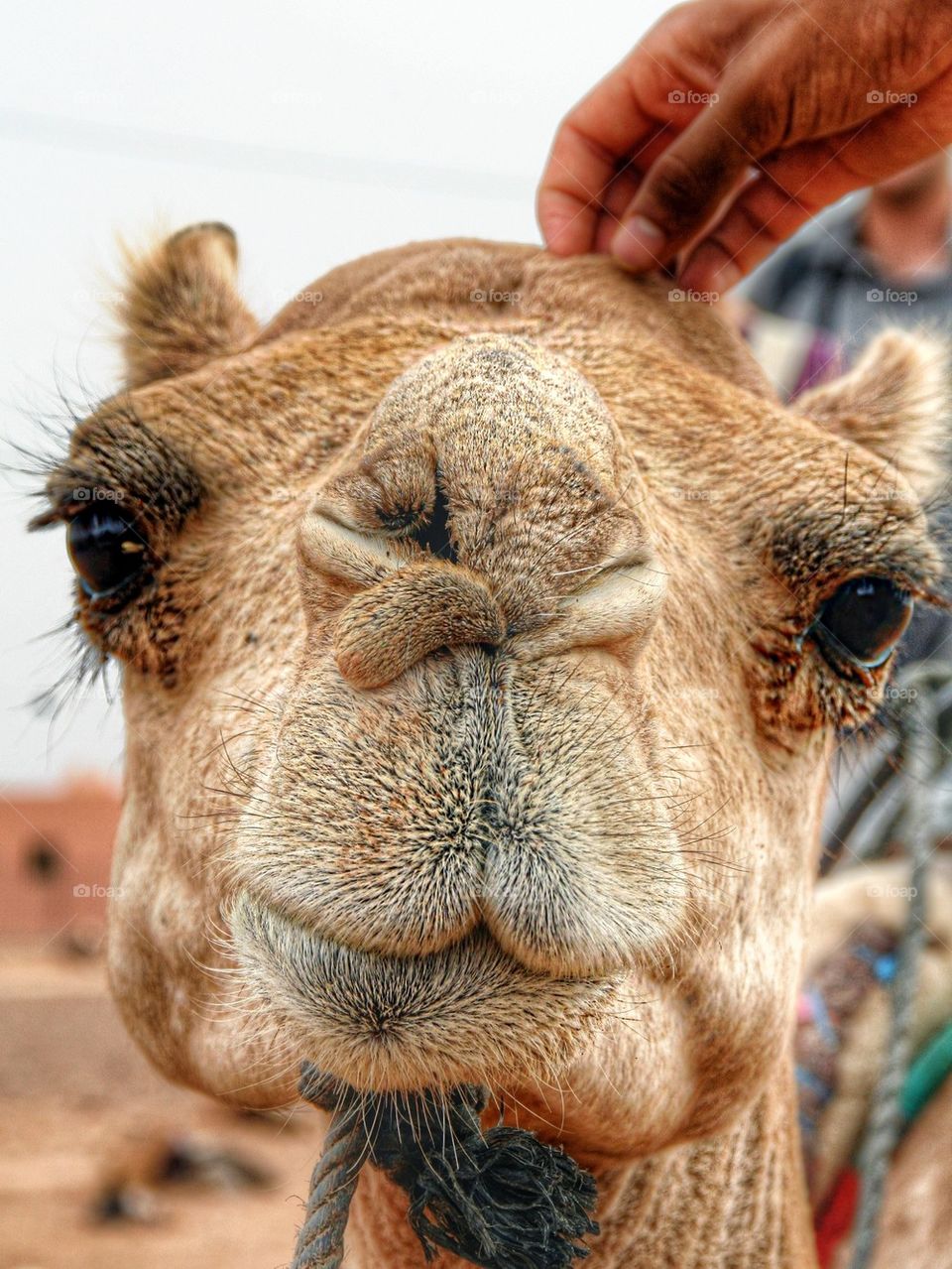Cutest camel
