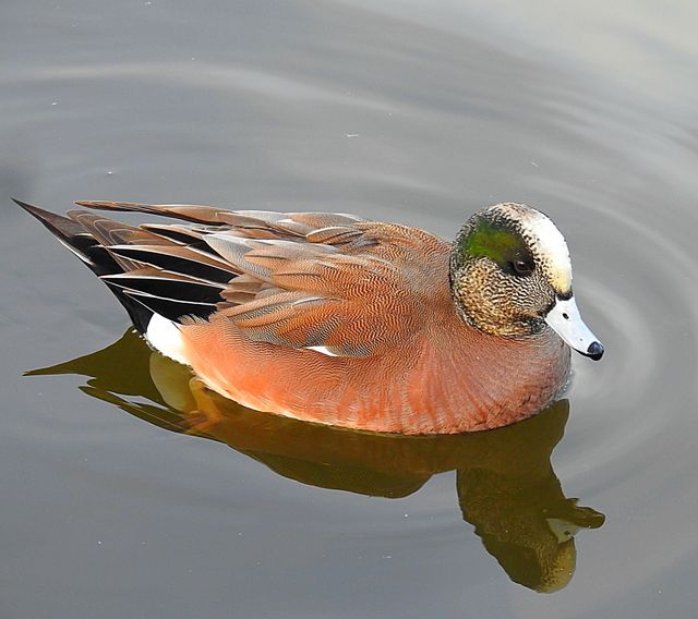 Cinnamon Teal Duck