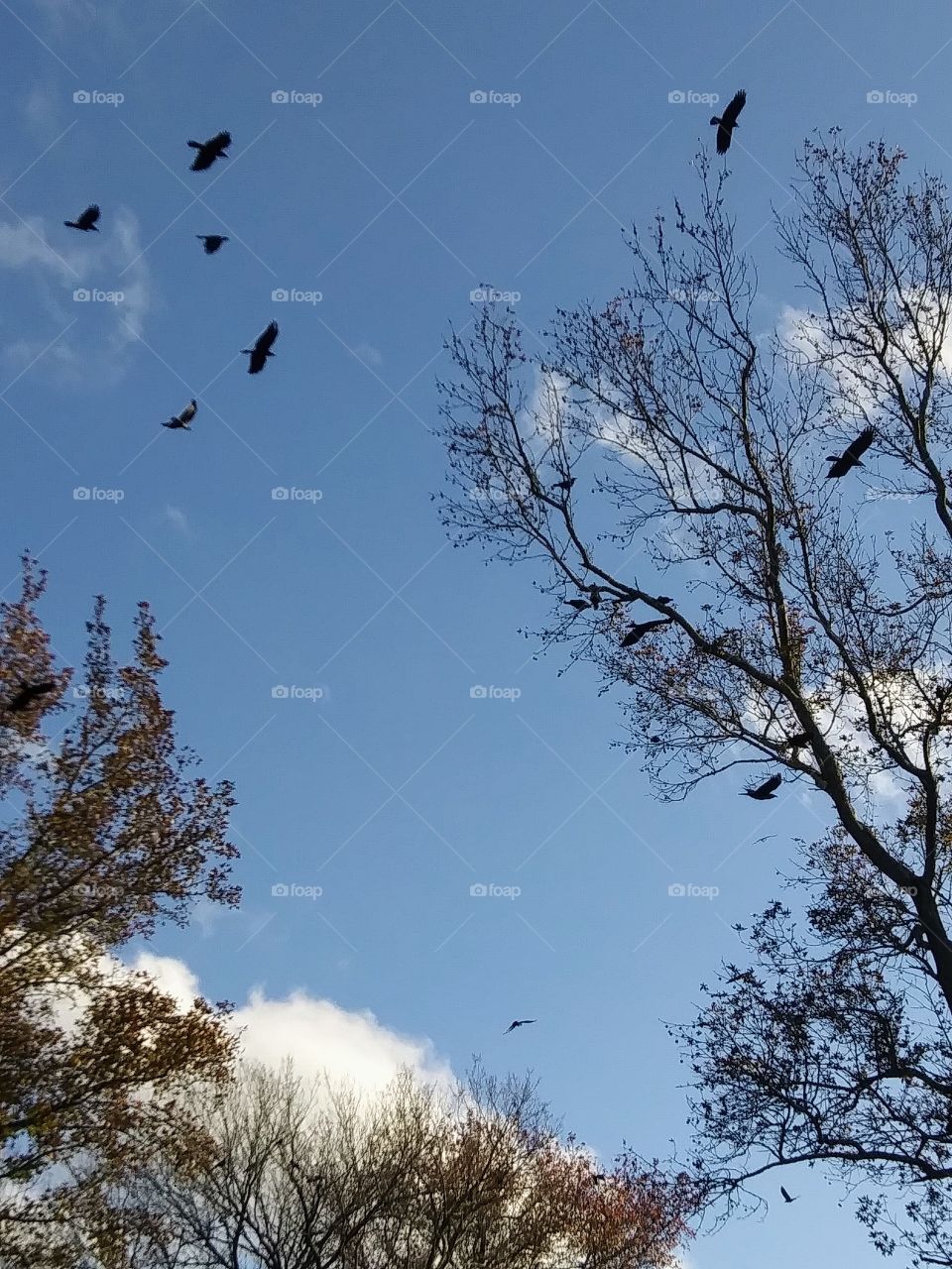 autumn afternoon with clouds