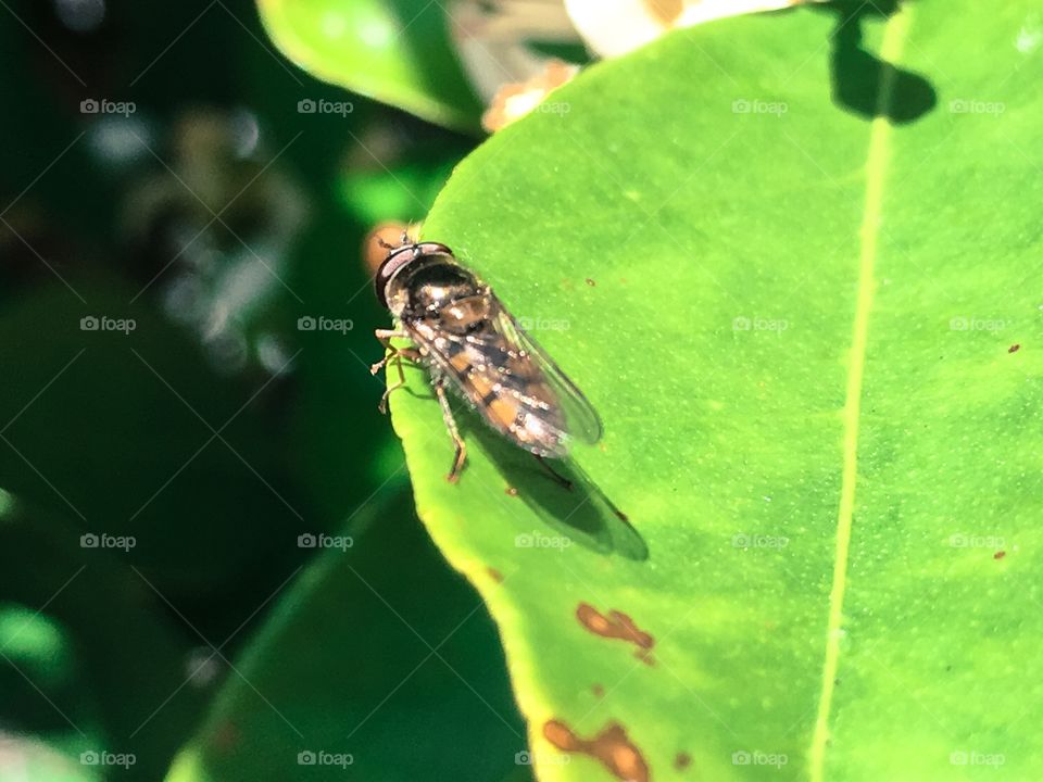 High angle view of bee on leaf