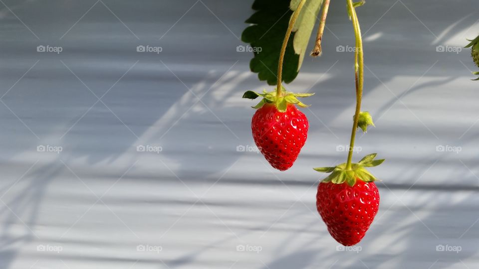 Strawberry