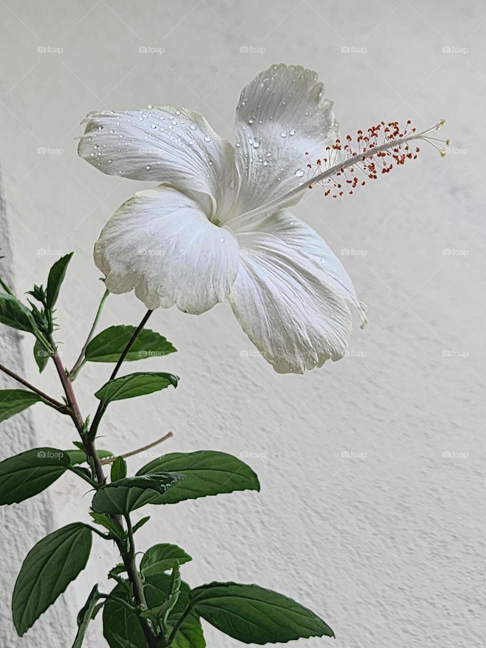 white rain touched hibiscus
