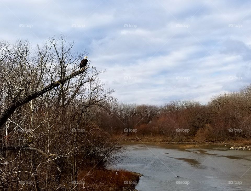 Bald Eagle