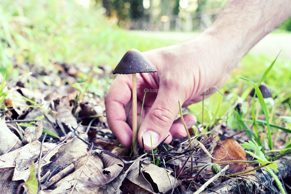 wild mushroom