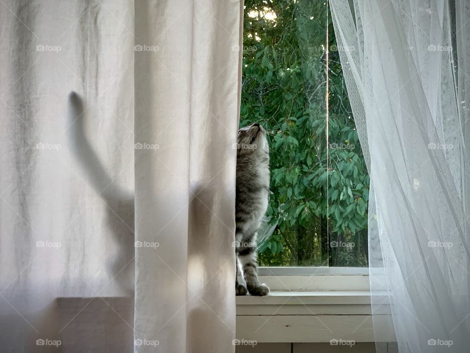 Kitten standing in a window frame behind white curtains . Outside and behind are the green trees in the garden 