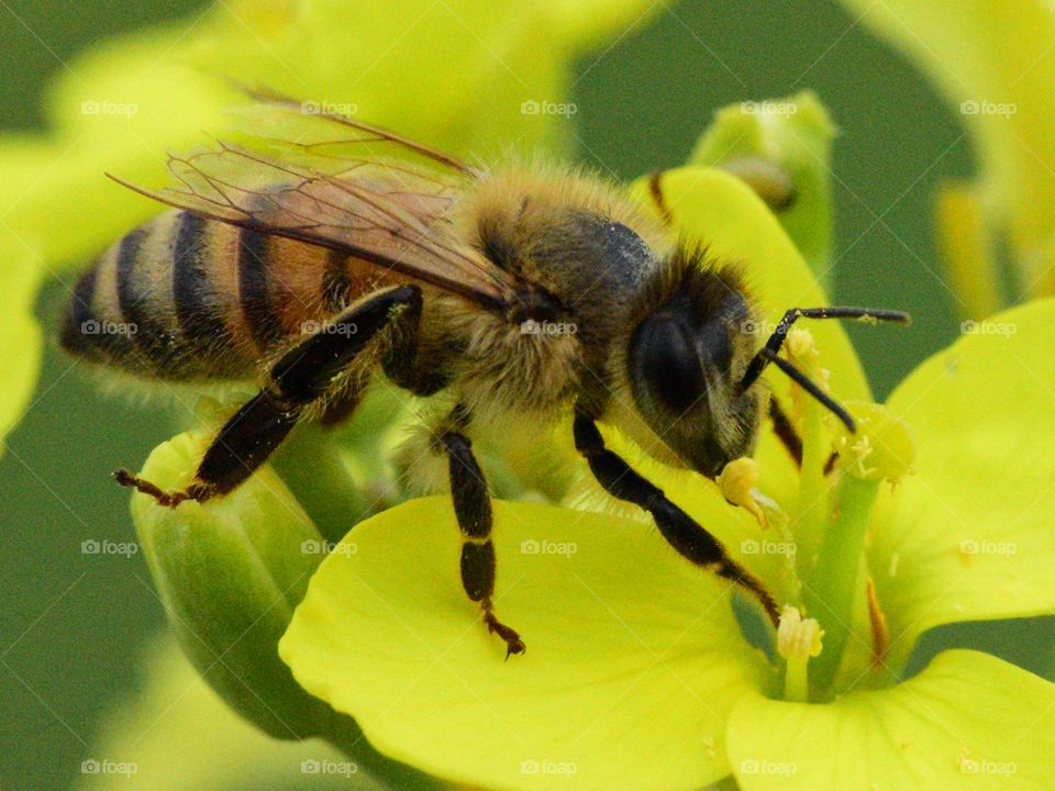 Macro of bee collect pollen in spring 