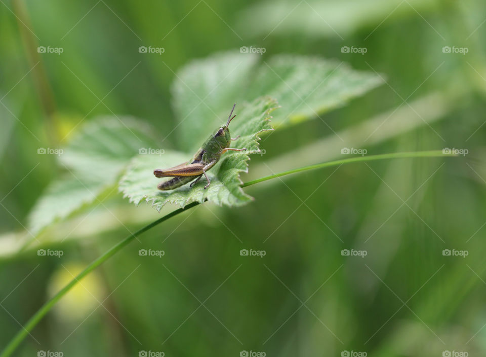 cricket on a nettle leaf