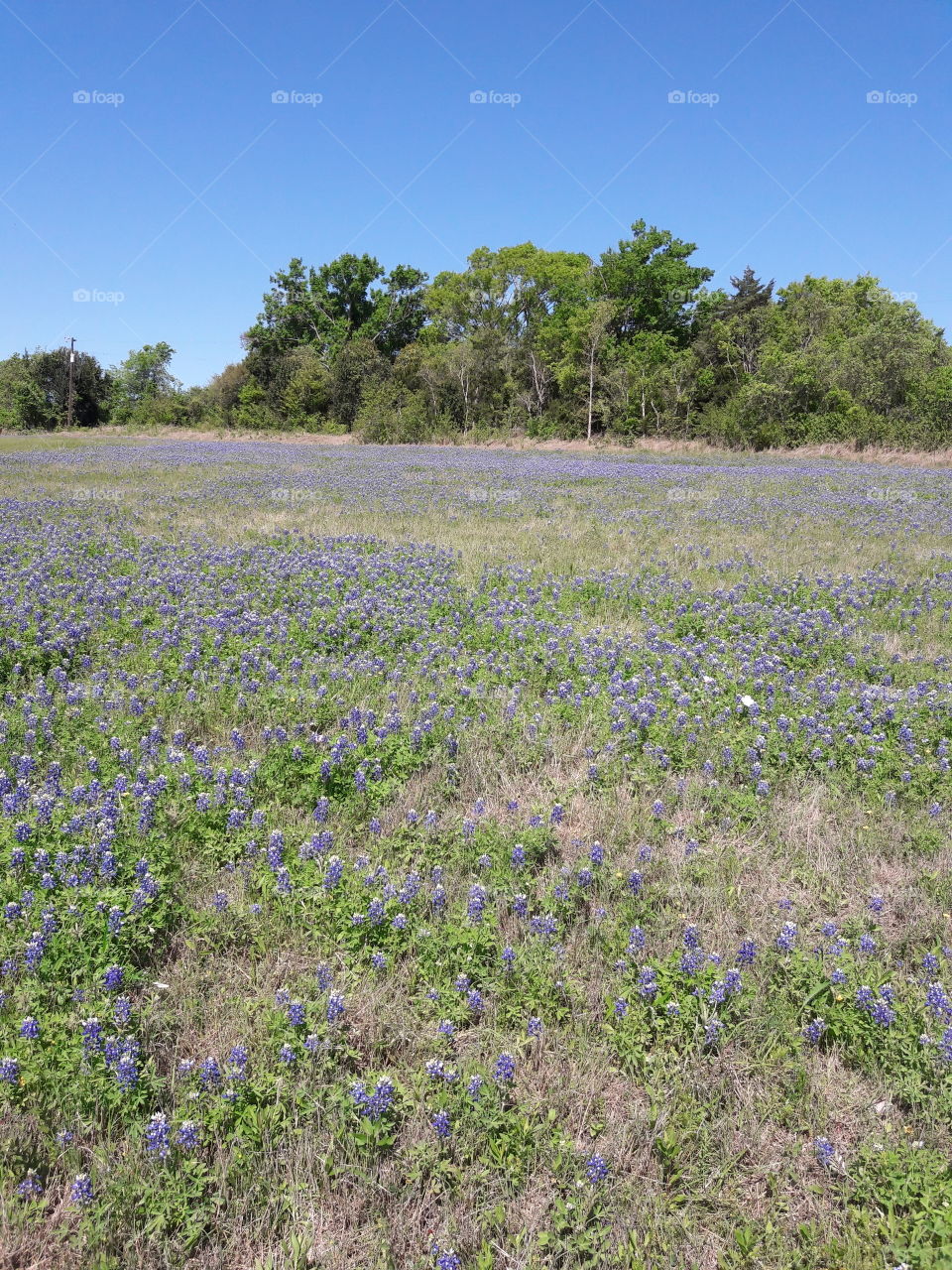 Field of Bluebonnets.