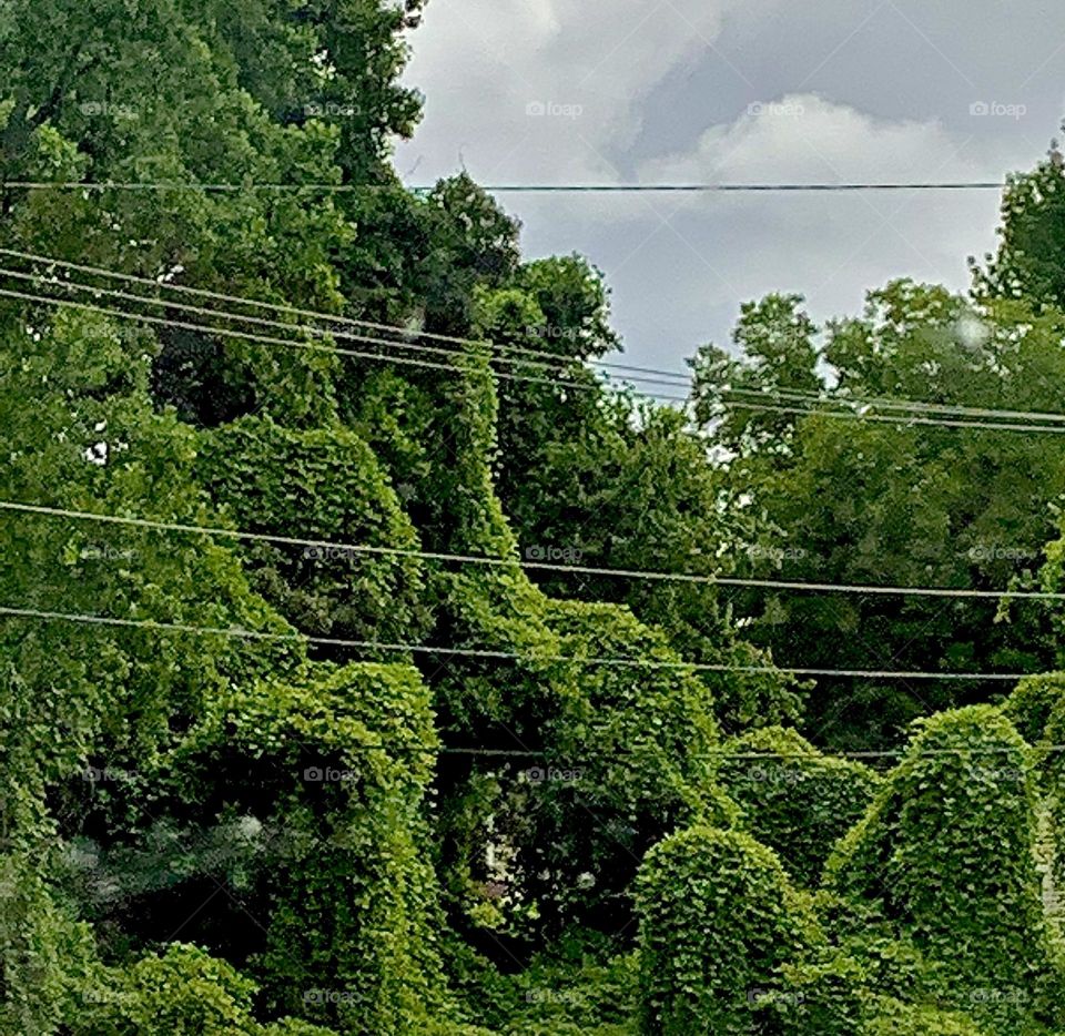 Kudzu 