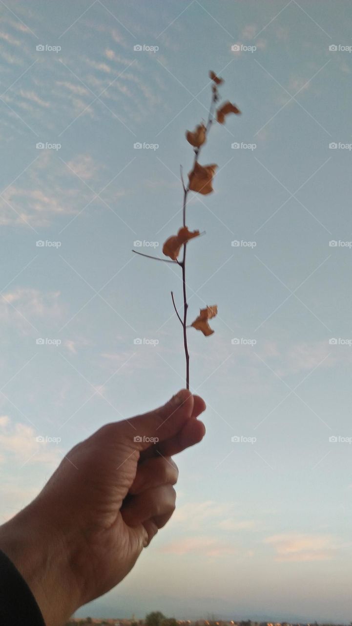 I m holding a dried plant.