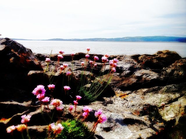 Pink flowers by sea