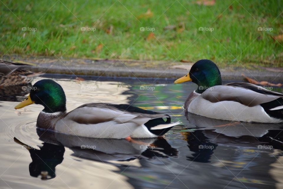 Ducks at a pond