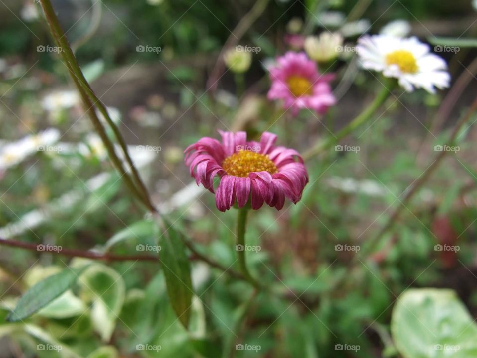 Mini pink blossom
