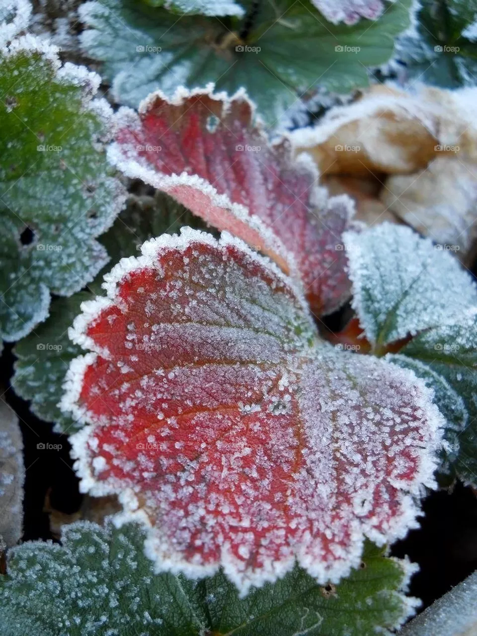 Frost