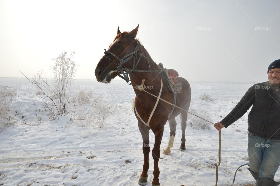 harnessed horse in a bridle on a leash in the snow