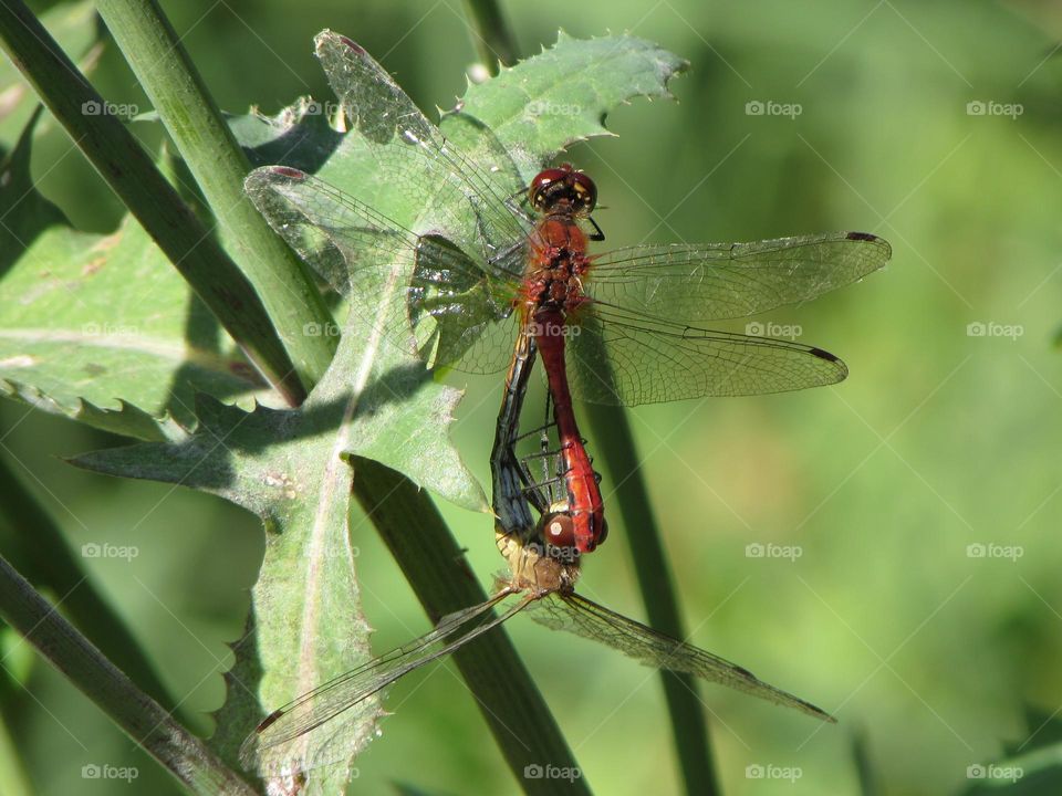 Dragonflies on the grass