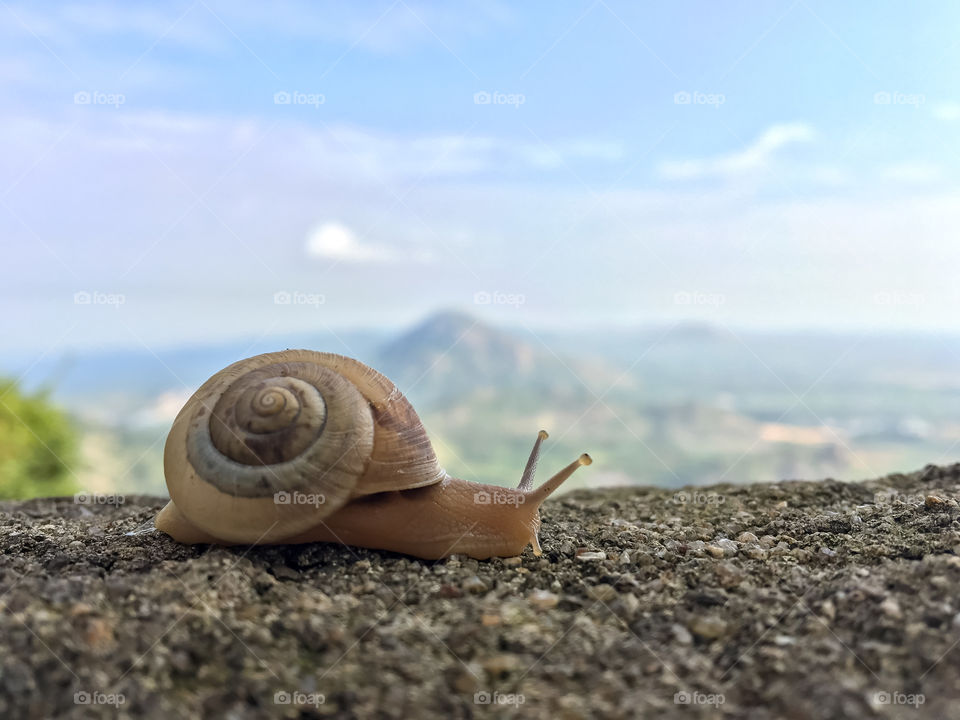 Beautiful snail 🐌 