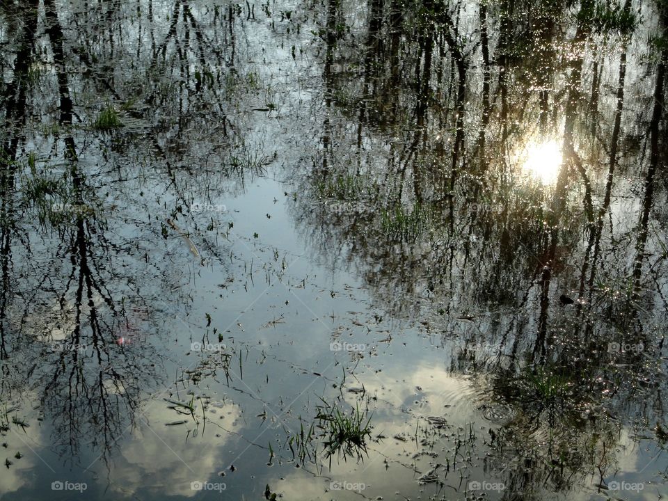 Nature, Wood, Reflection, Landscape, Tree