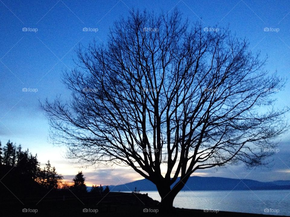 Winter tree at dusk