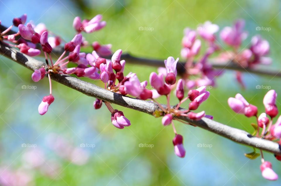 Close-up of pink flower bud