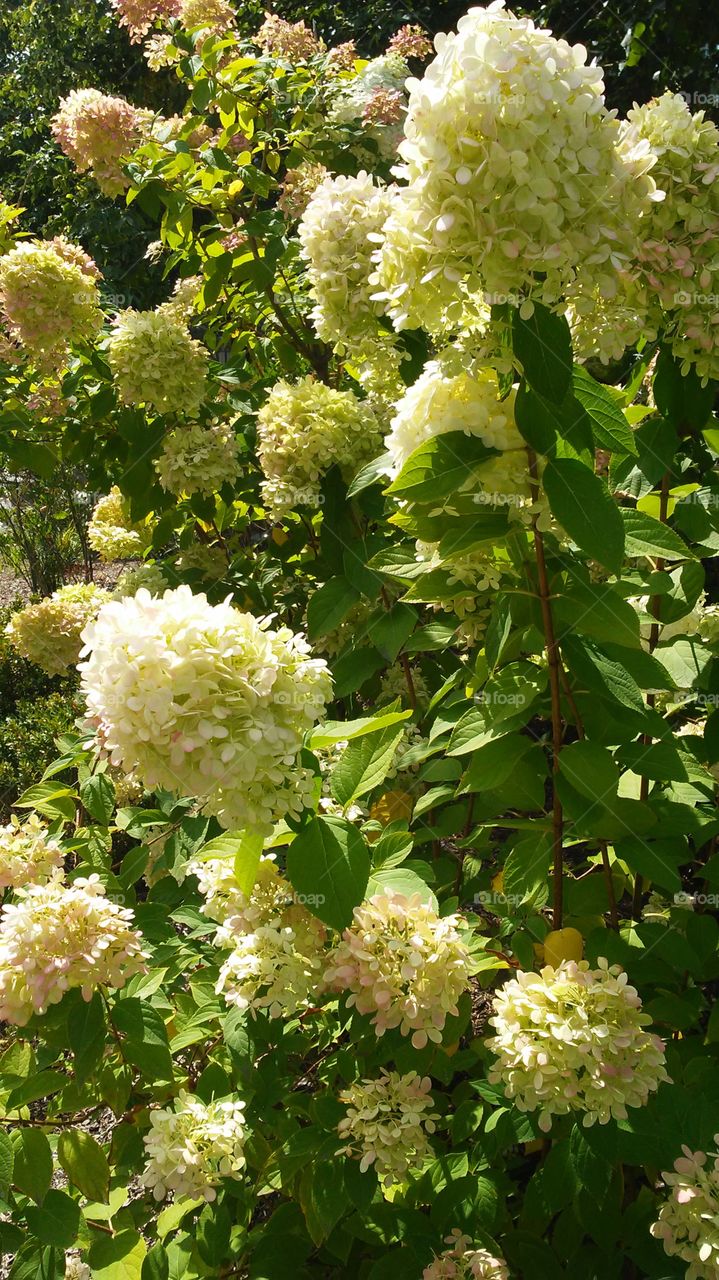 Flora, Flower, Nature, Garden, Leaf