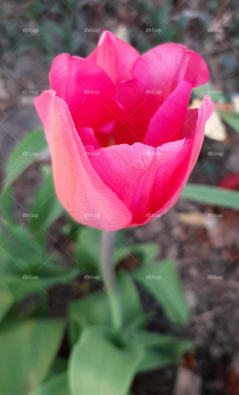 tulip