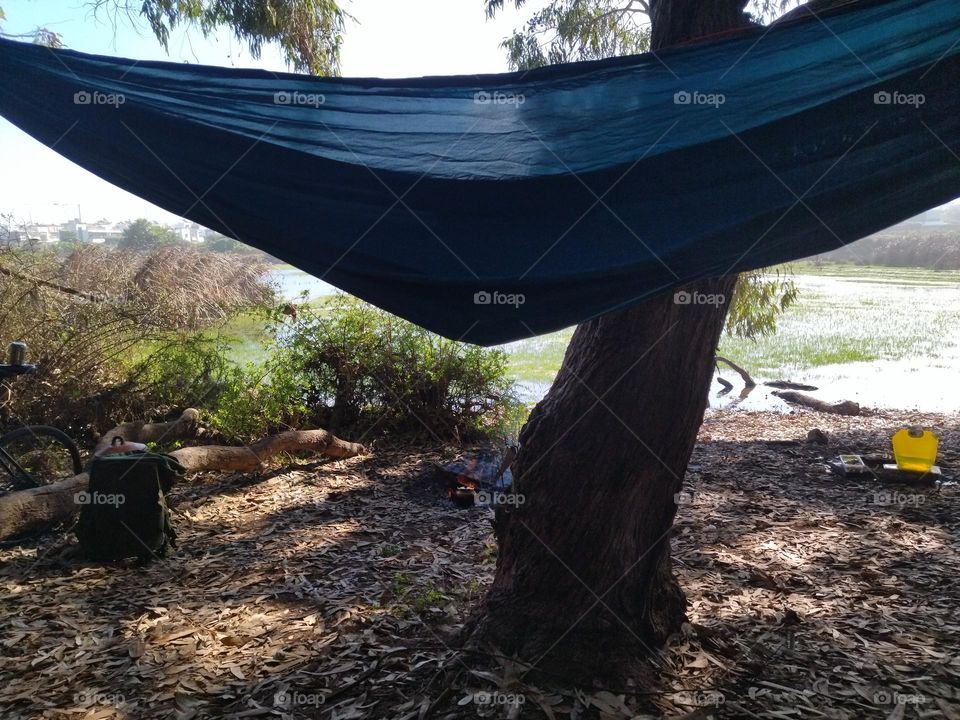 Tree and hammock outdoor