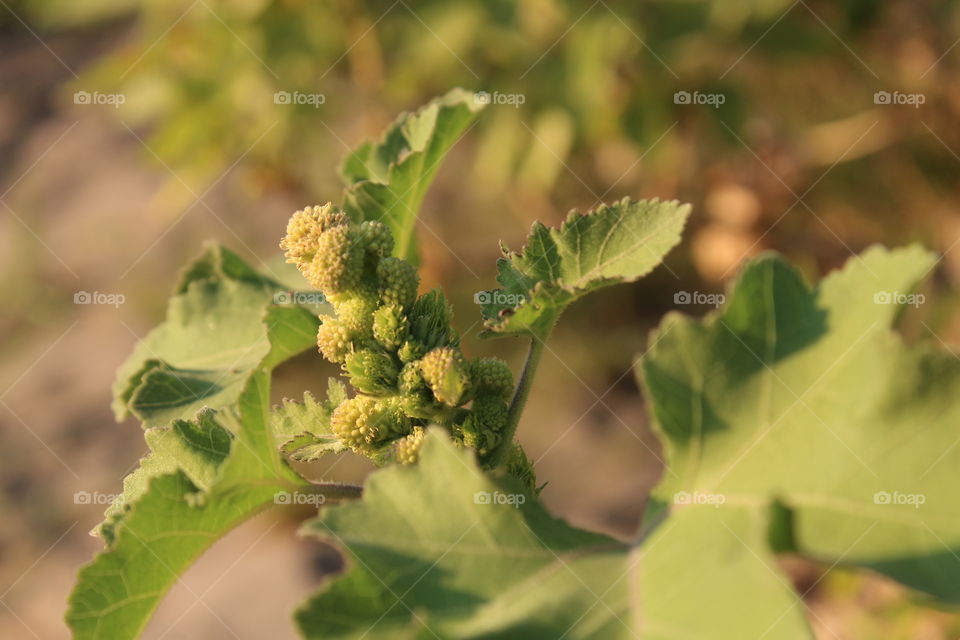 Leaf, Flora, Nature, Food, Fall