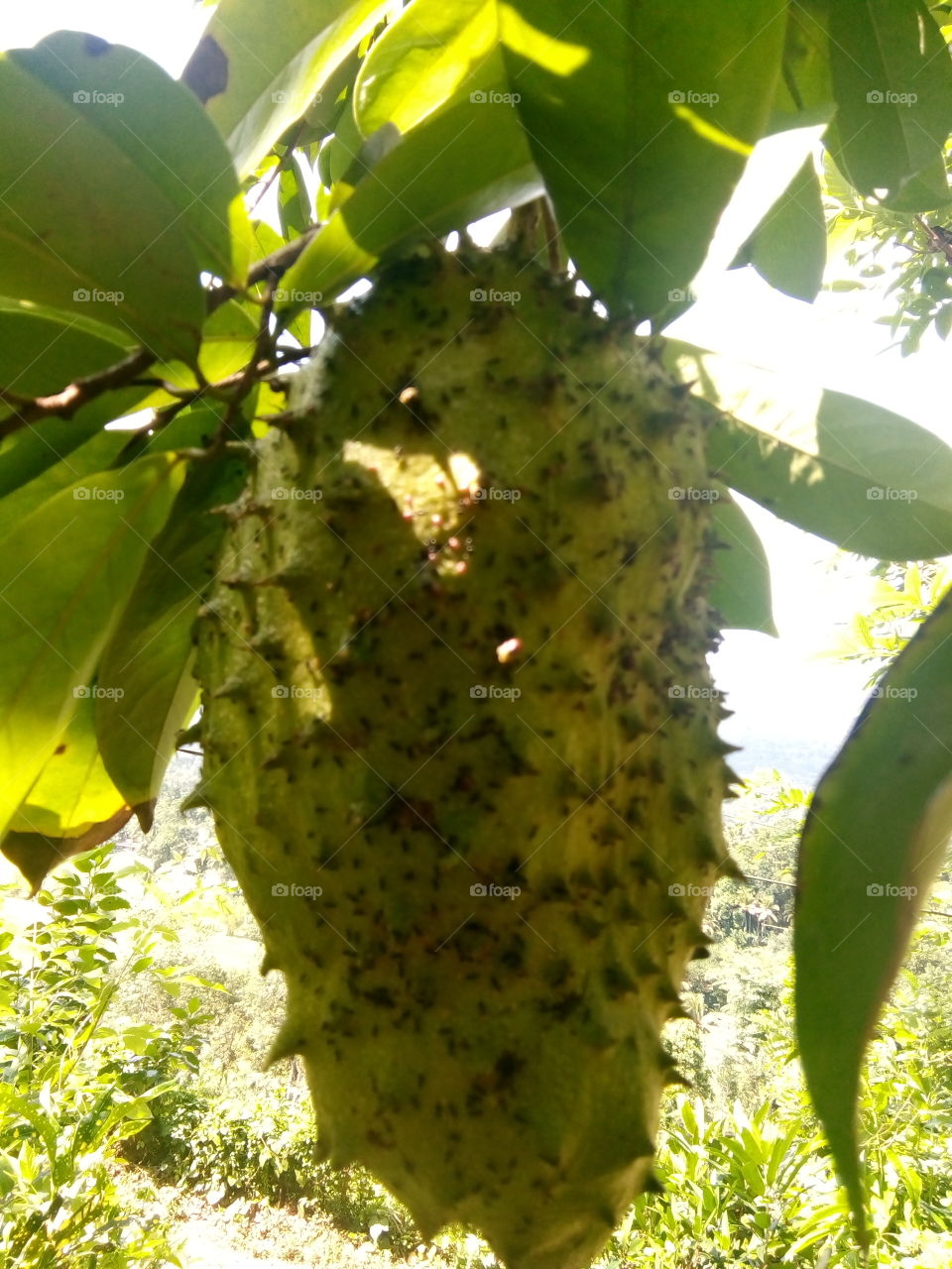 fruit