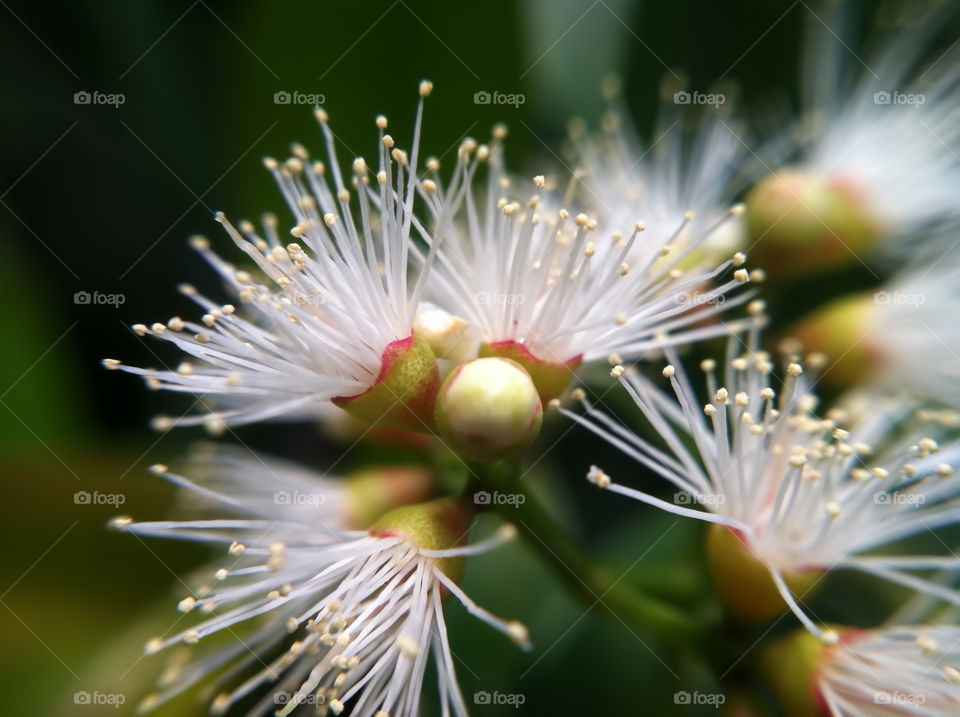 Syzygium nervosum is a species of tree native to tropical Asia and Australia, extending as far north as Guangdong and Guangxi in China and as far south as the Northern Territory of Australia