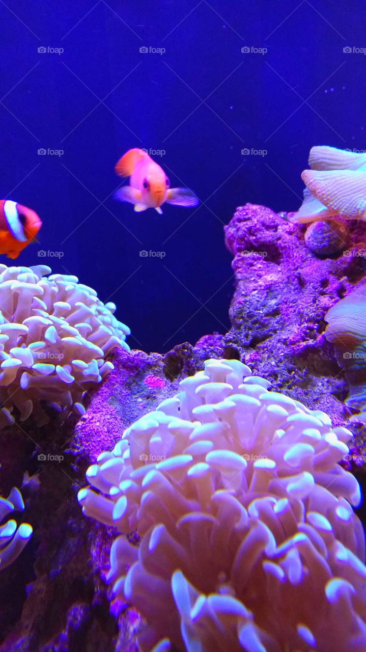 Tropical fish swimming among sea anemone