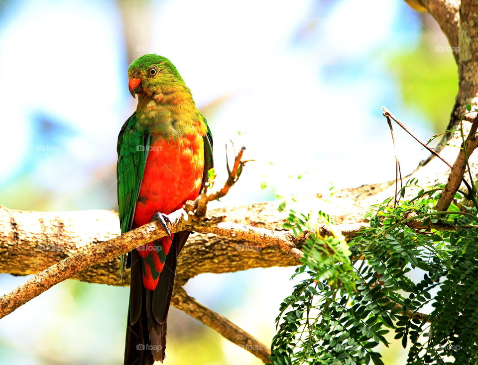 Australian King-parrot