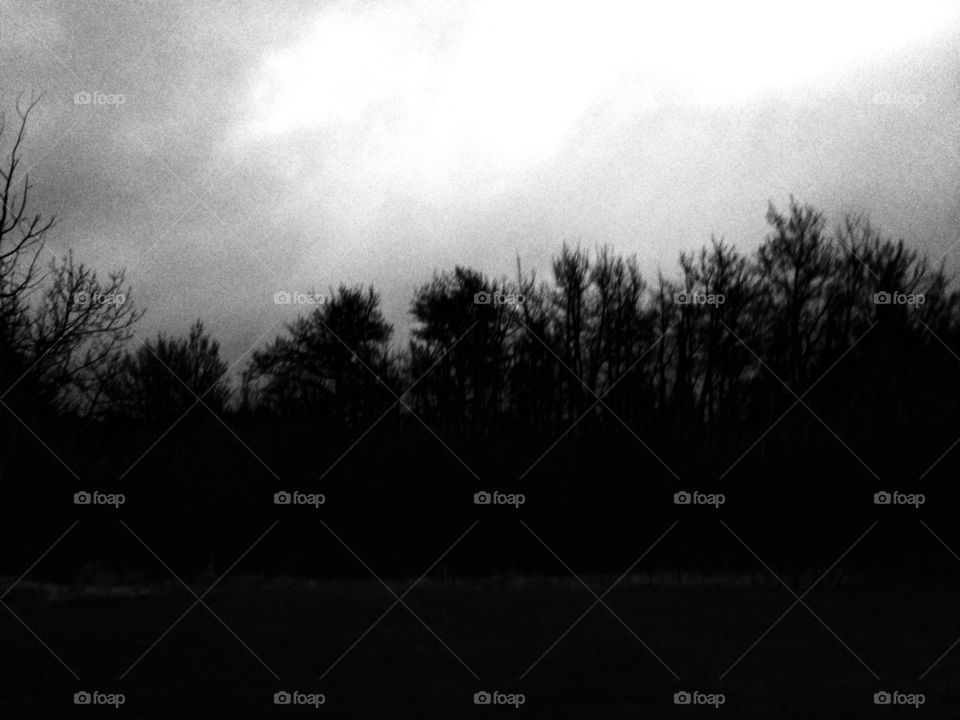 Monochrome, Fog, Tree, Landscape, No Person