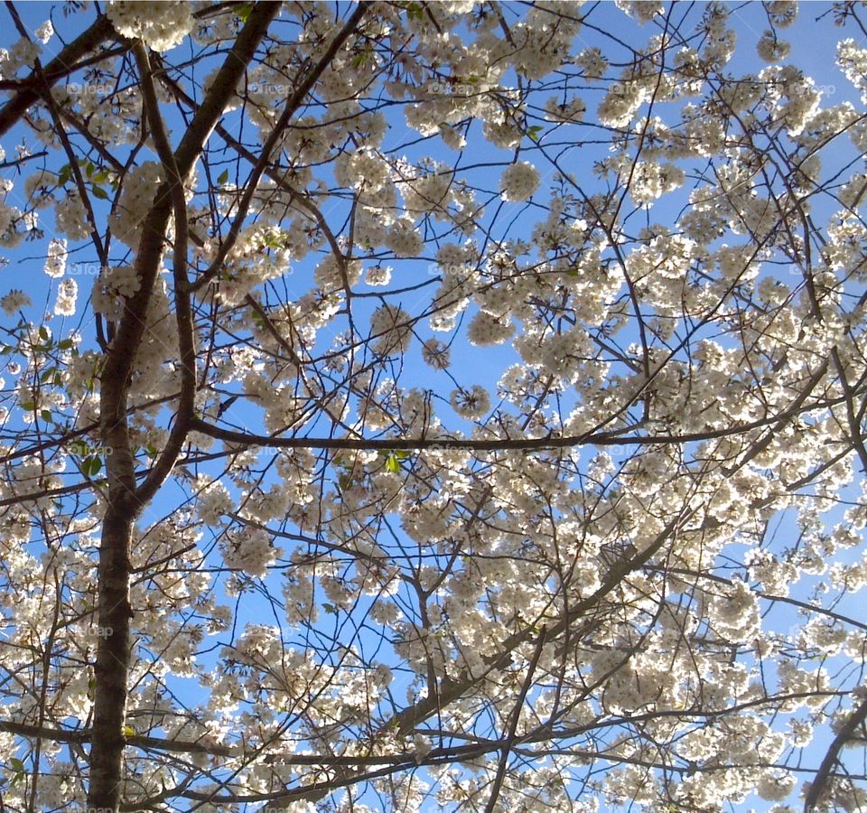 cherry tree blossoms . springtime sakura