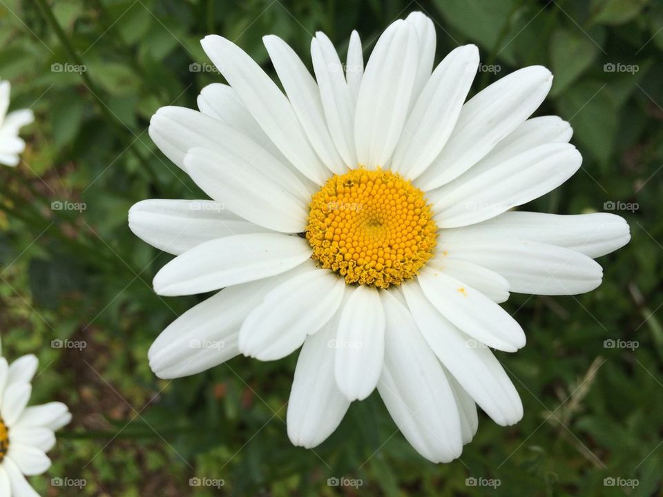 Close-up of a flower