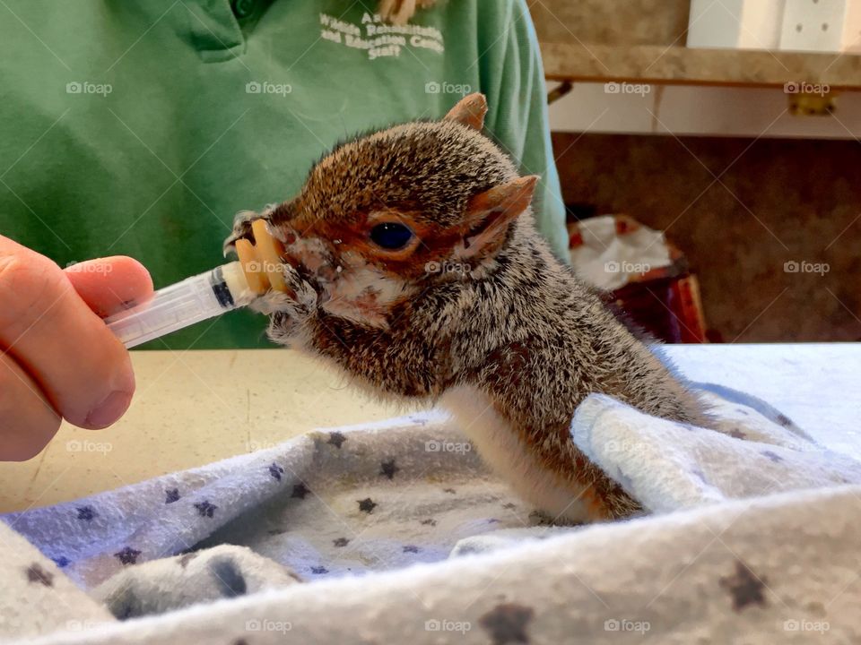 Baby squirrel being fed @ the Aark