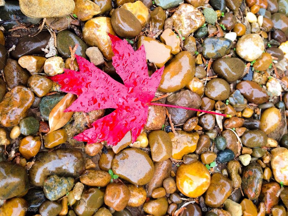 Red leaf on the rocks