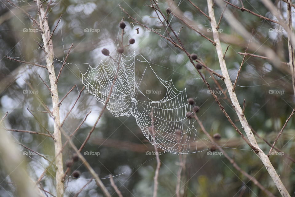 Close-up of spider web