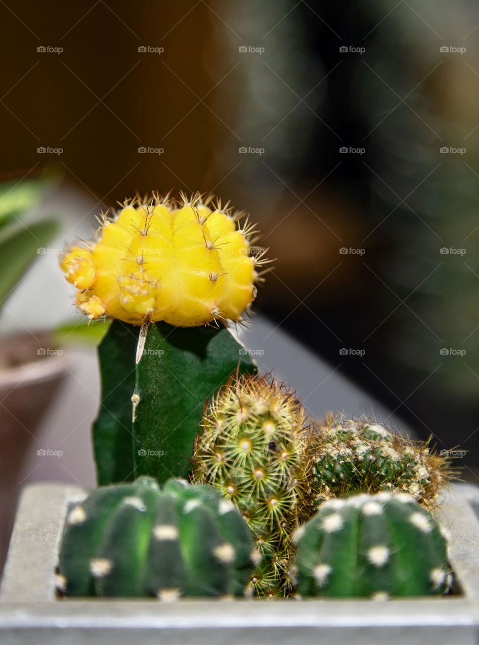 Cactus Succulent
